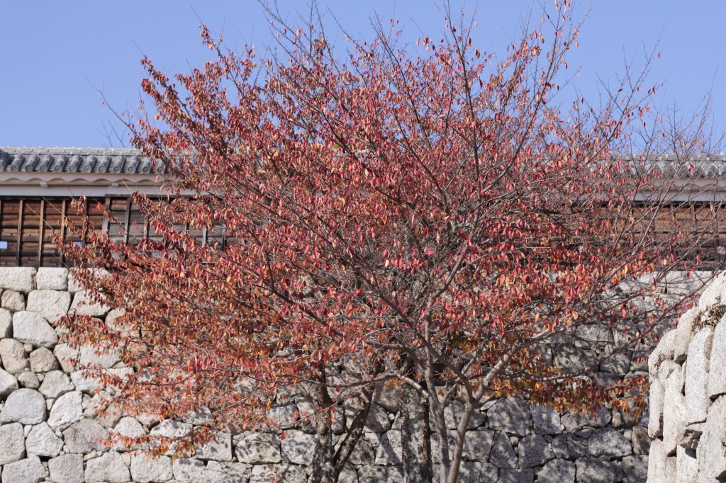 松山城の紅葉2