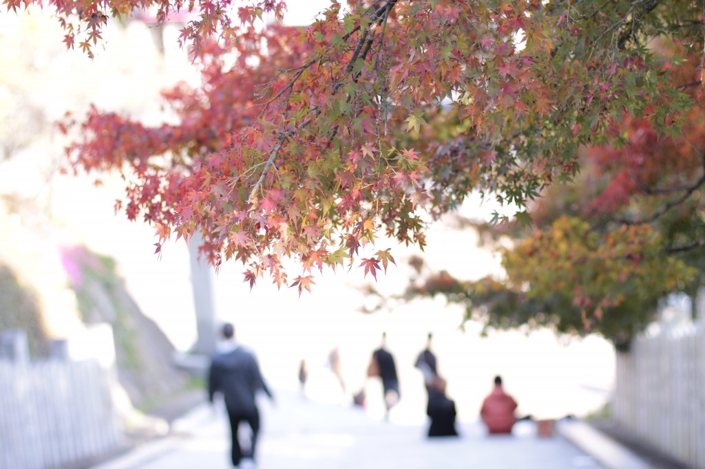 東雲神社のモミジ