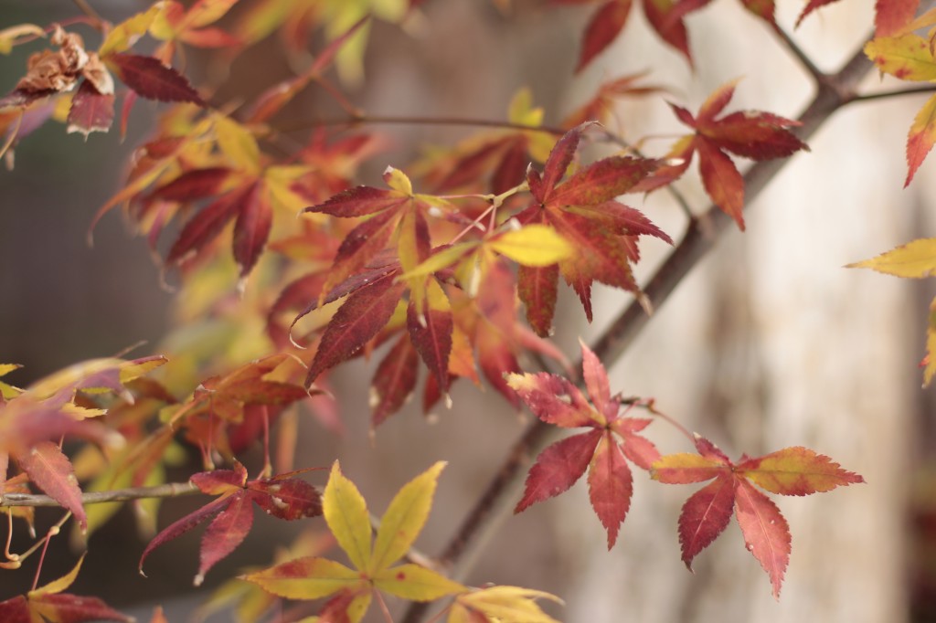 三千院の紅葉19