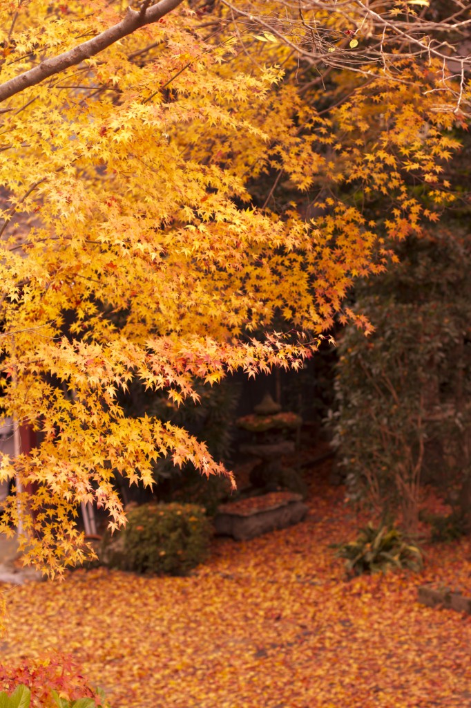 三千院の紅葉18