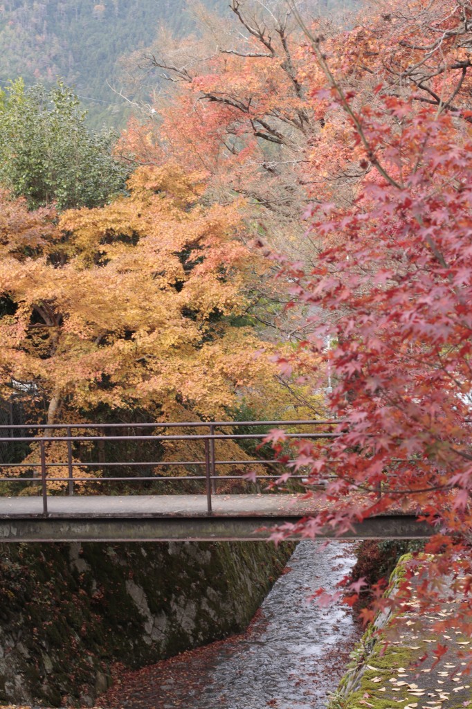 三千院の紅葉14