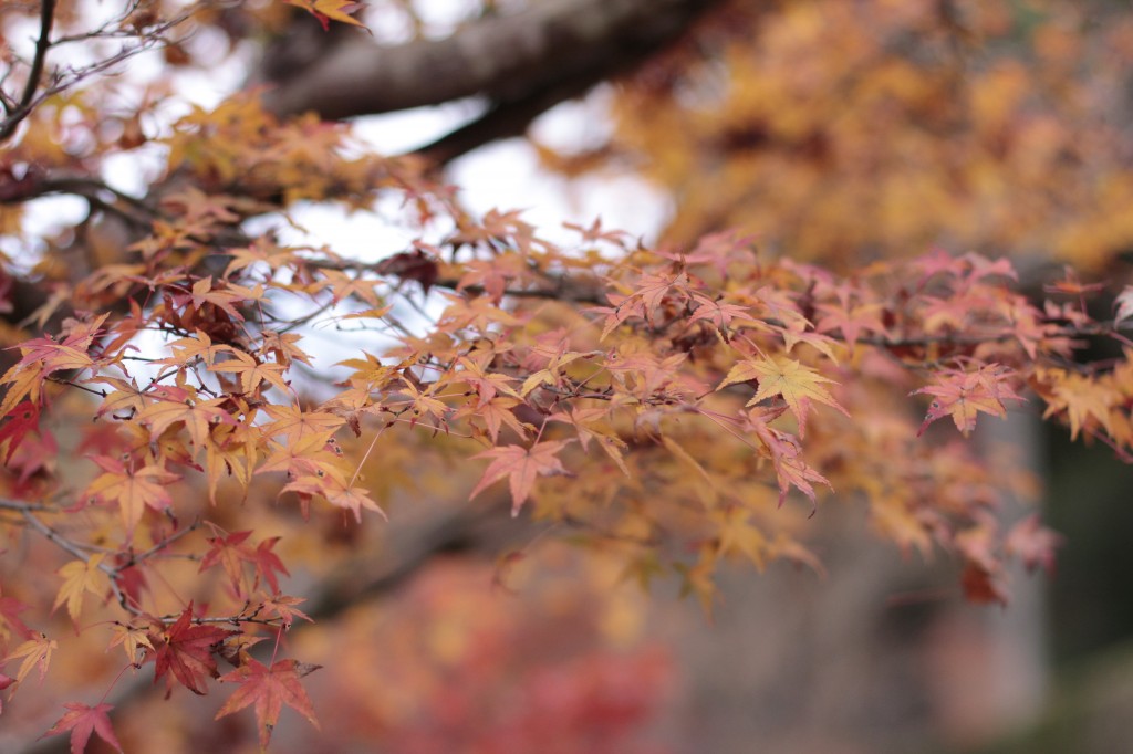 三千院の紅葉13