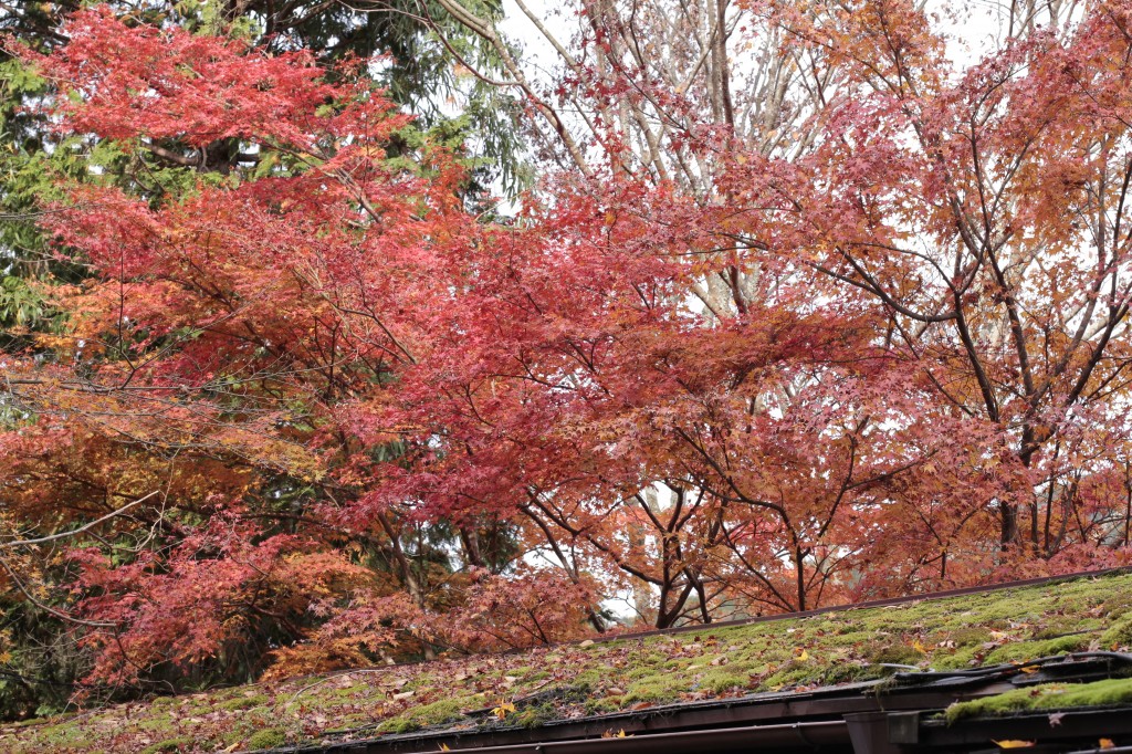 三千院の紅葉5