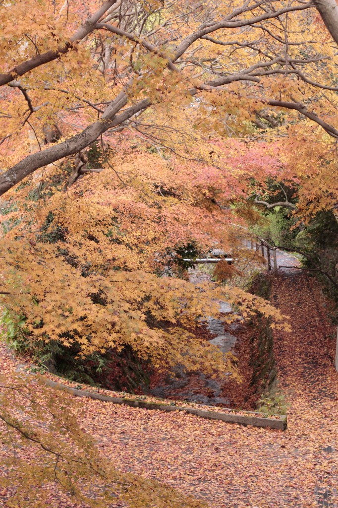 三千院の紅葉3