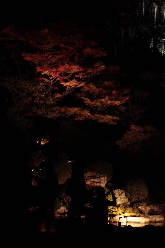 池のライトアップ1