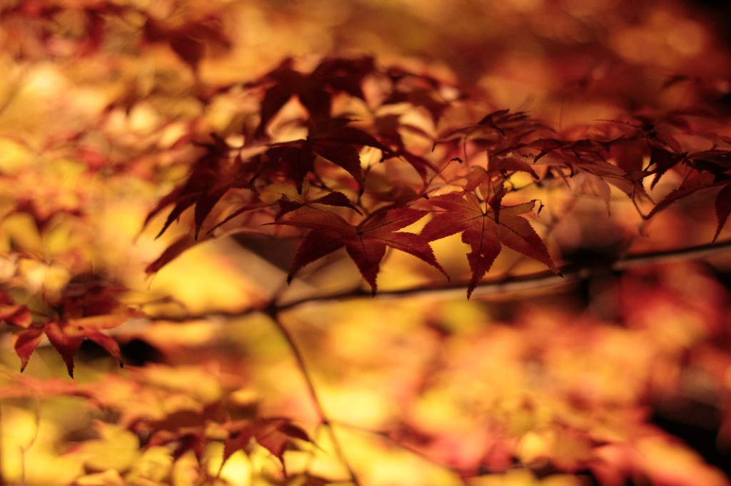 紅葉4