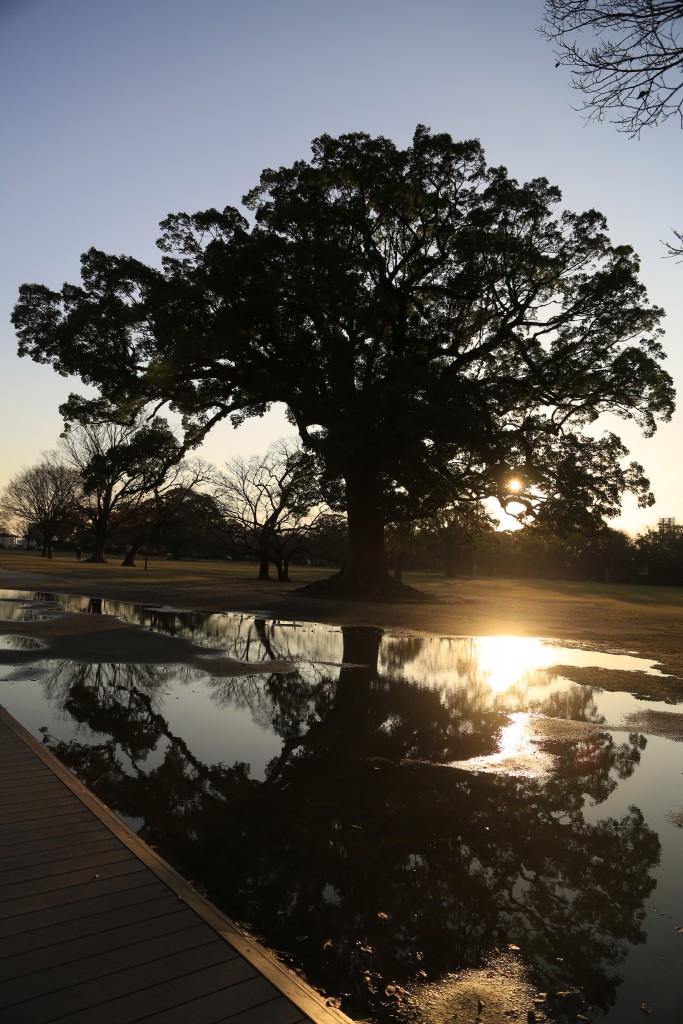 水たまりに反射する夕日と大きな木
