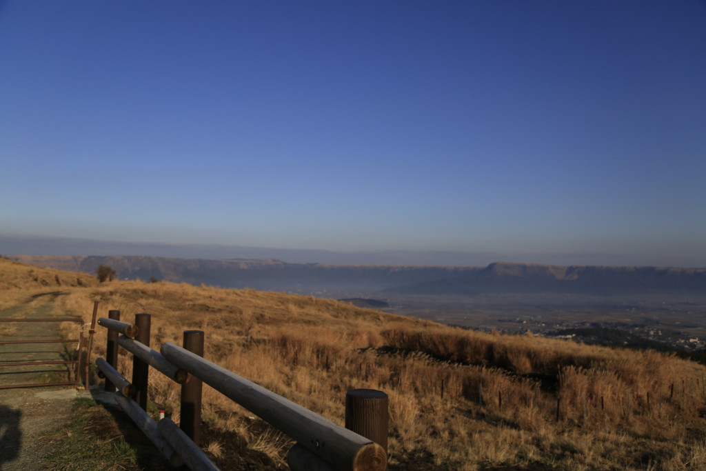 阿蘇パノラマラインで放牧されている牛