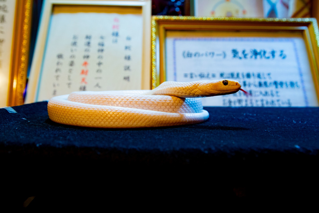真っ白で美しい白蛇