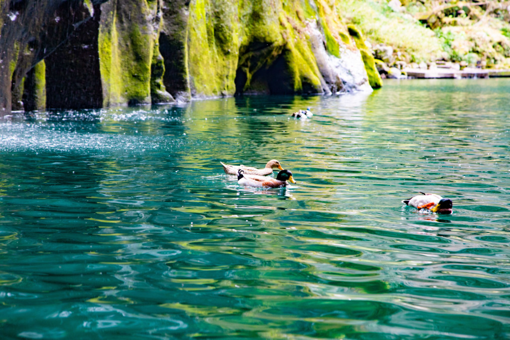 高千穂峡を泳ぐ鴨