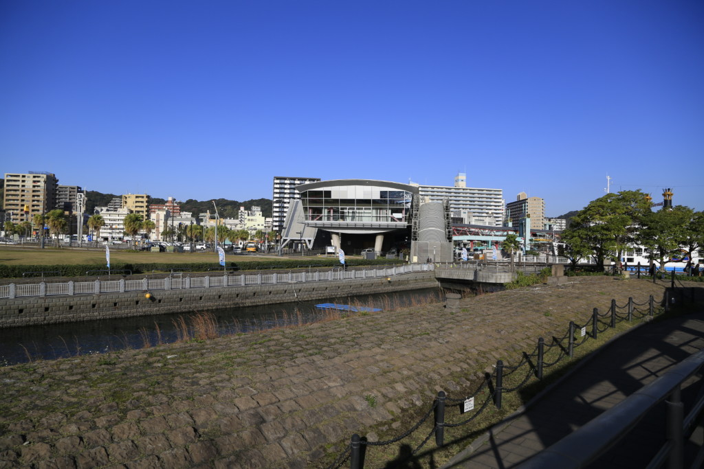 鹿児島水族館外の水路を泳ぐイルカ2
