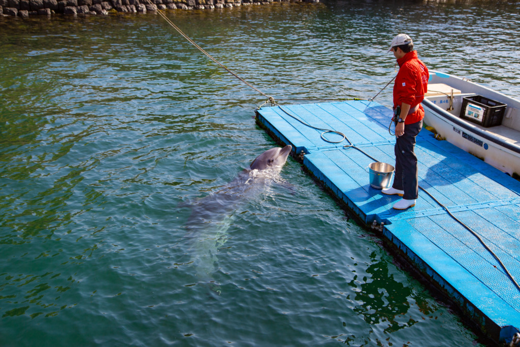 鹿児島水族館外の水路を泳ぐイルカ3