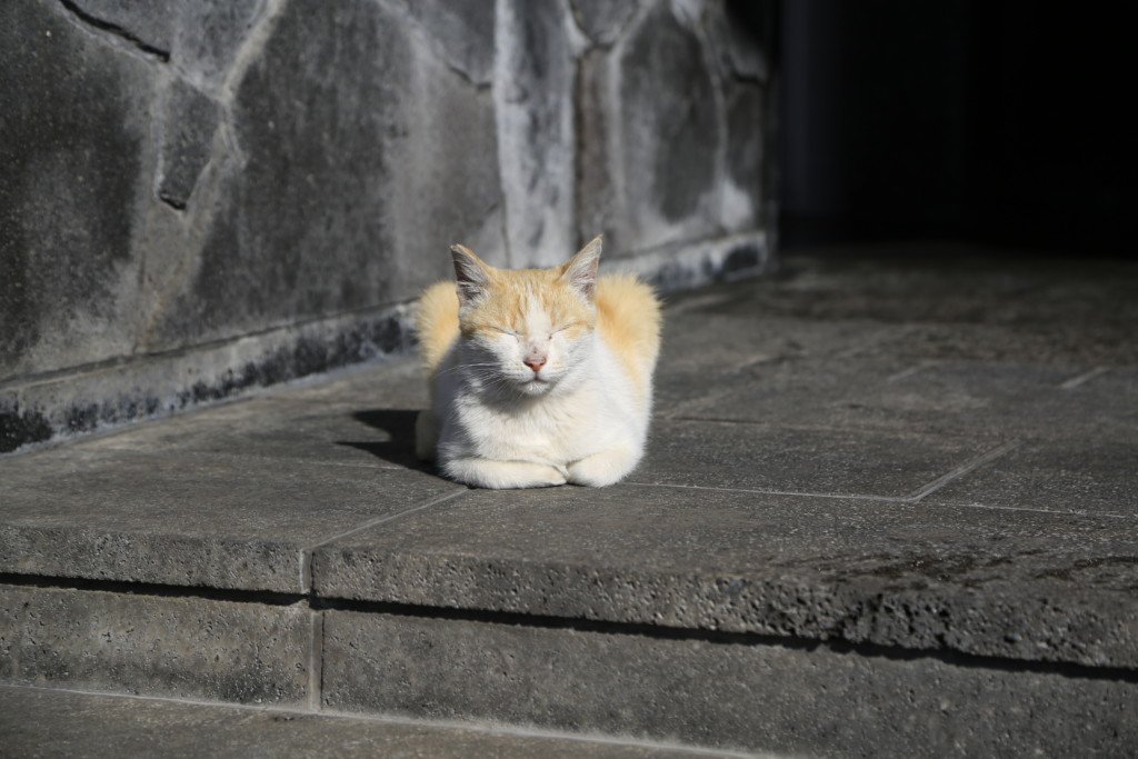 展望所でくつろぐ猫