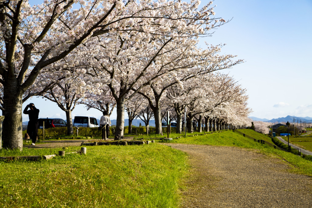 おの桜づつみ回廊の桜並木1