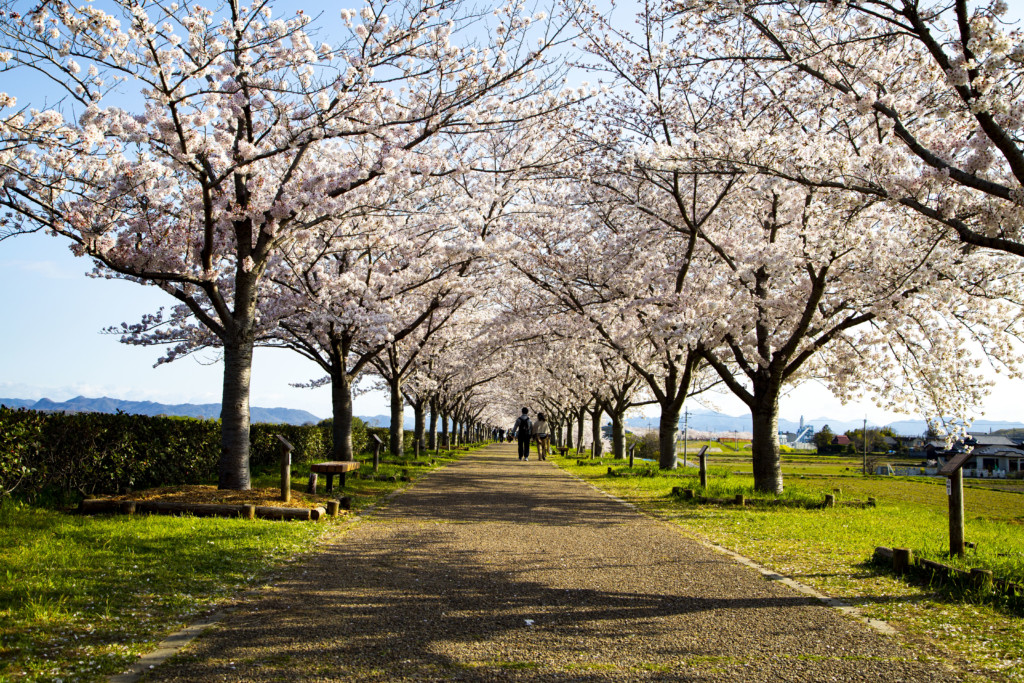 おの桜づつみ回廊の桜並木2