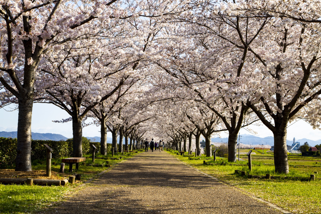 おの桜づつみ回廊の桜並木4