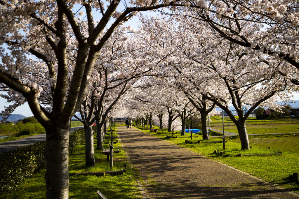 おの桜づつみ回廊の桜並木5