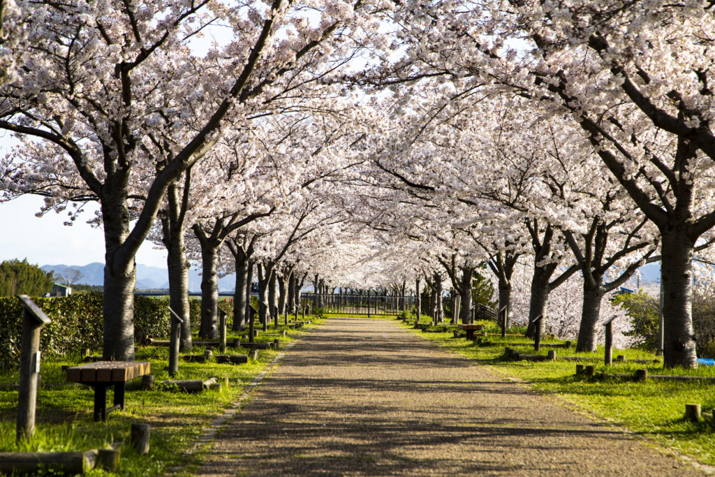 おの桜づつみ回廊の桜並木6