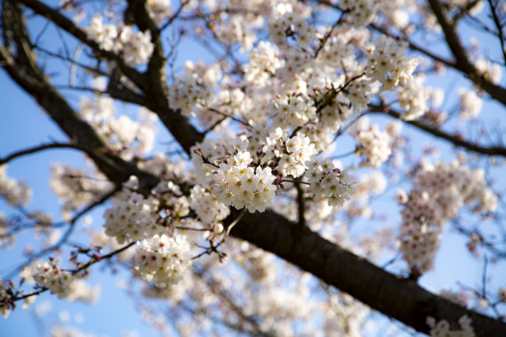 おの桜づつみ回廊の桜並木7