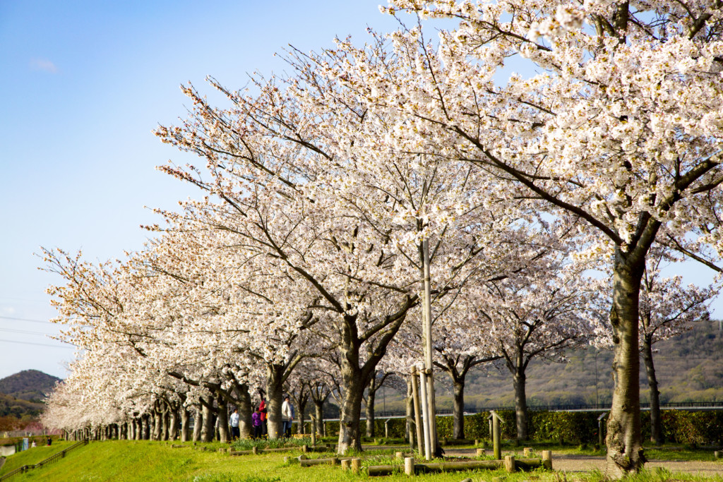 おの桜づつみ回廊の桜並木8