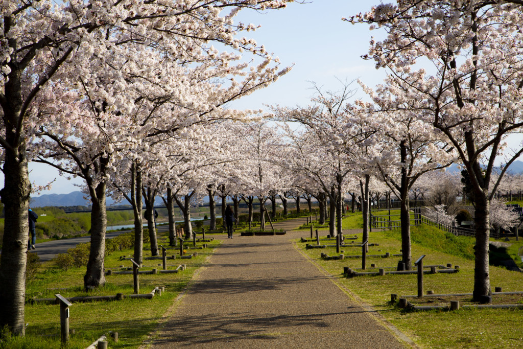 おの桜づつみ回廊の桜並木9