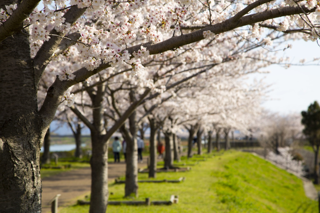 おの桜づつみ回廊の桜並木10