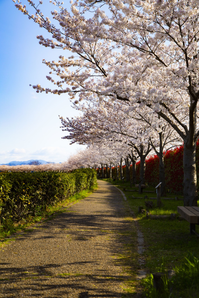 桜のアップ写真1