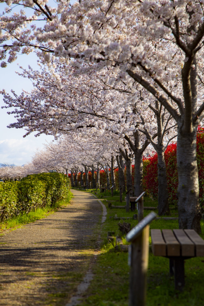 桜のアップ写真2