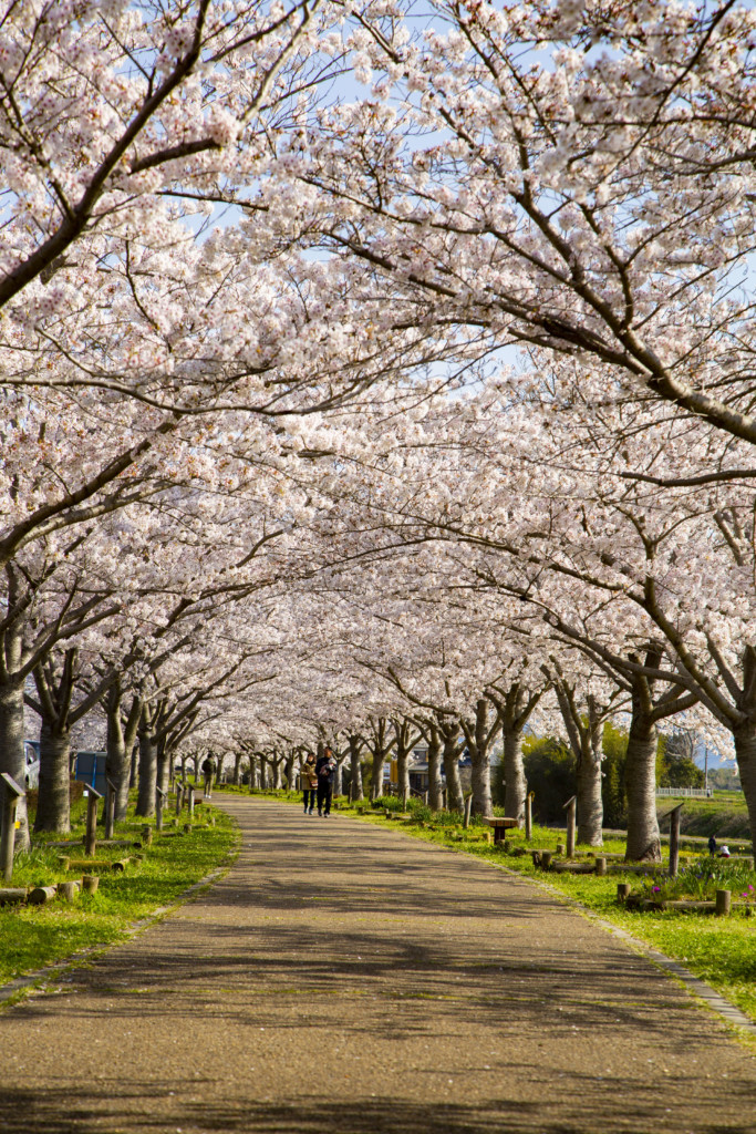 おの桜づつみ回廊の風景1