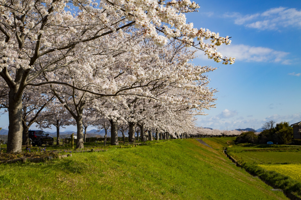 おの桜づつみ回廊の風景2