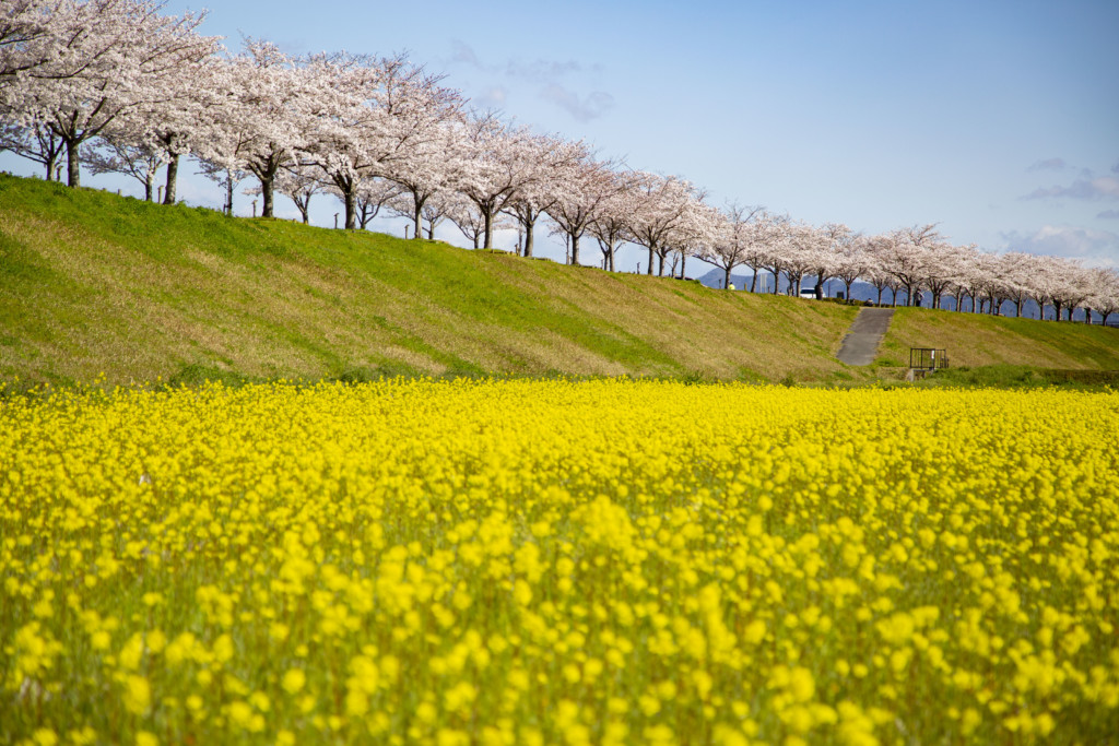 おの桜づつみ回廊の風景3