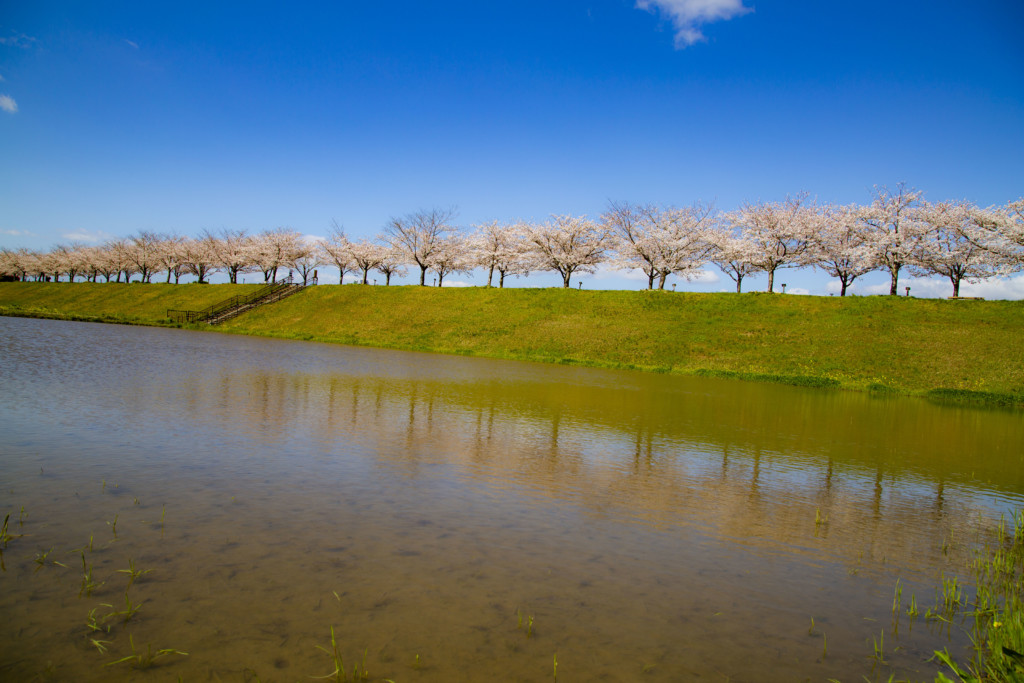 おの桜づつみ回廊の風景4