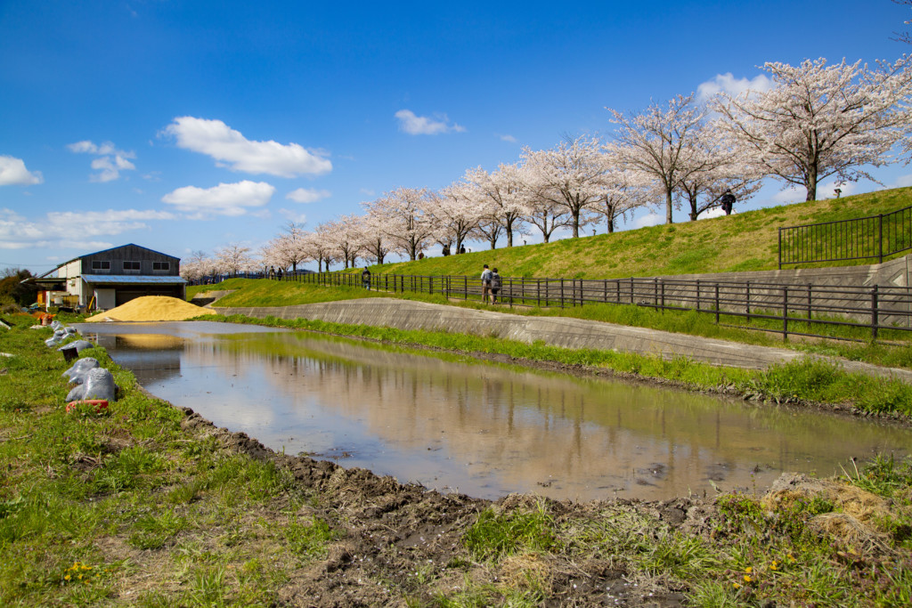 おの桜づつみ回廊の風景5