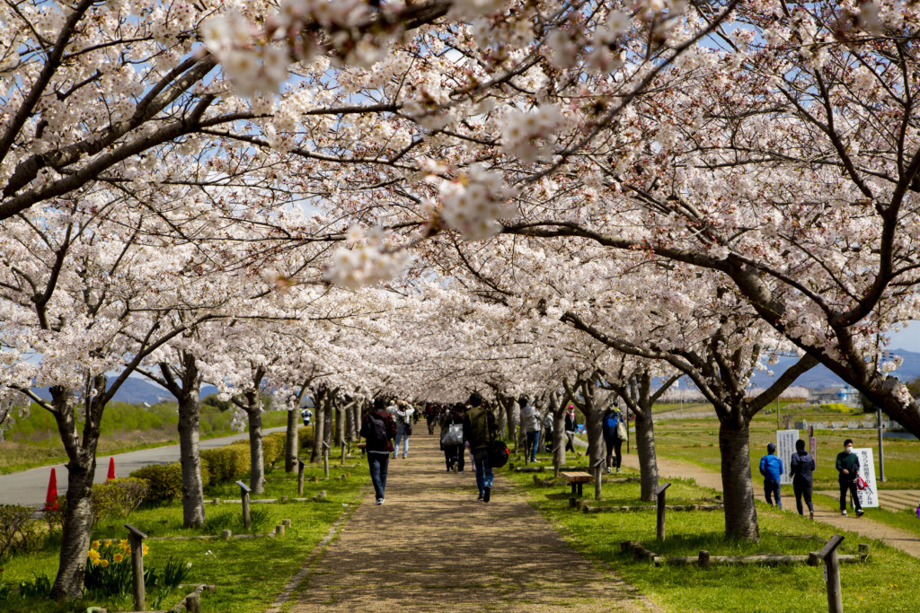 おの桜づつみ回廊の風景6