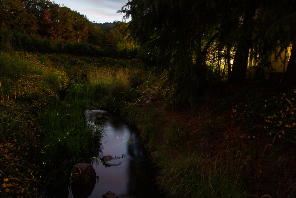 るり渓で乱舞するホタルの光跡3
