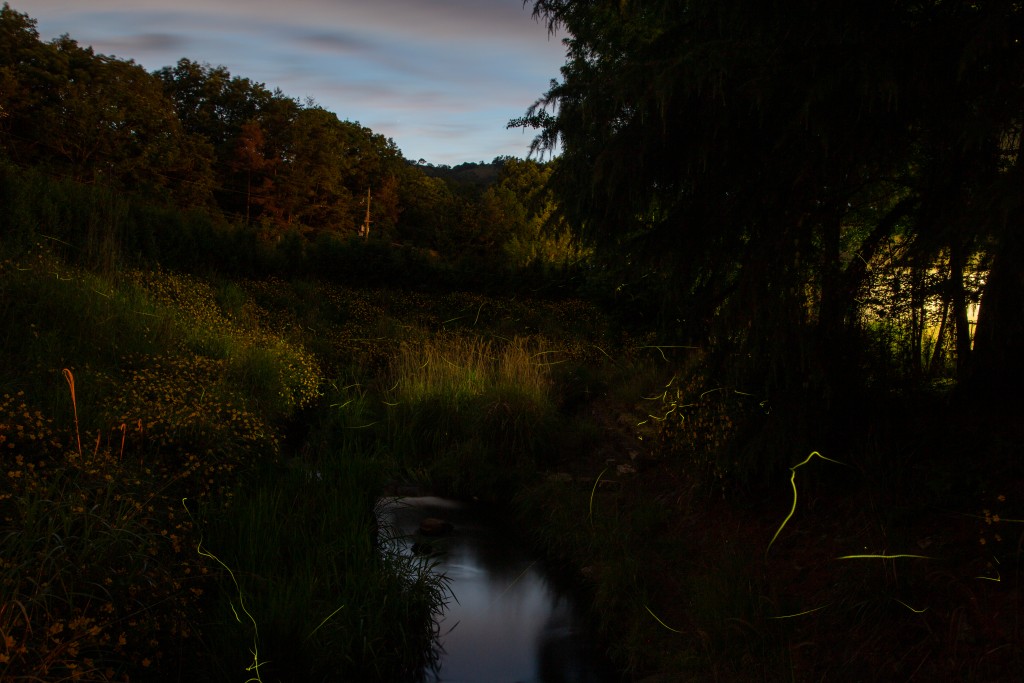 るり渓で乱舞するホタルの光跡2
