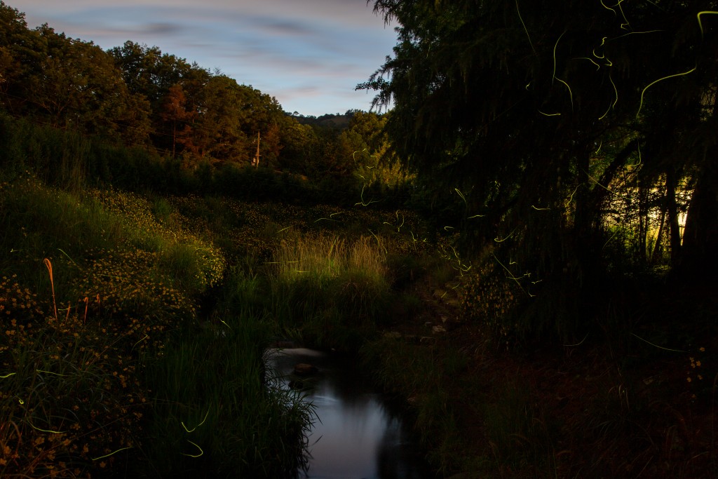 るり渓で乱舞するホタルの光跡1