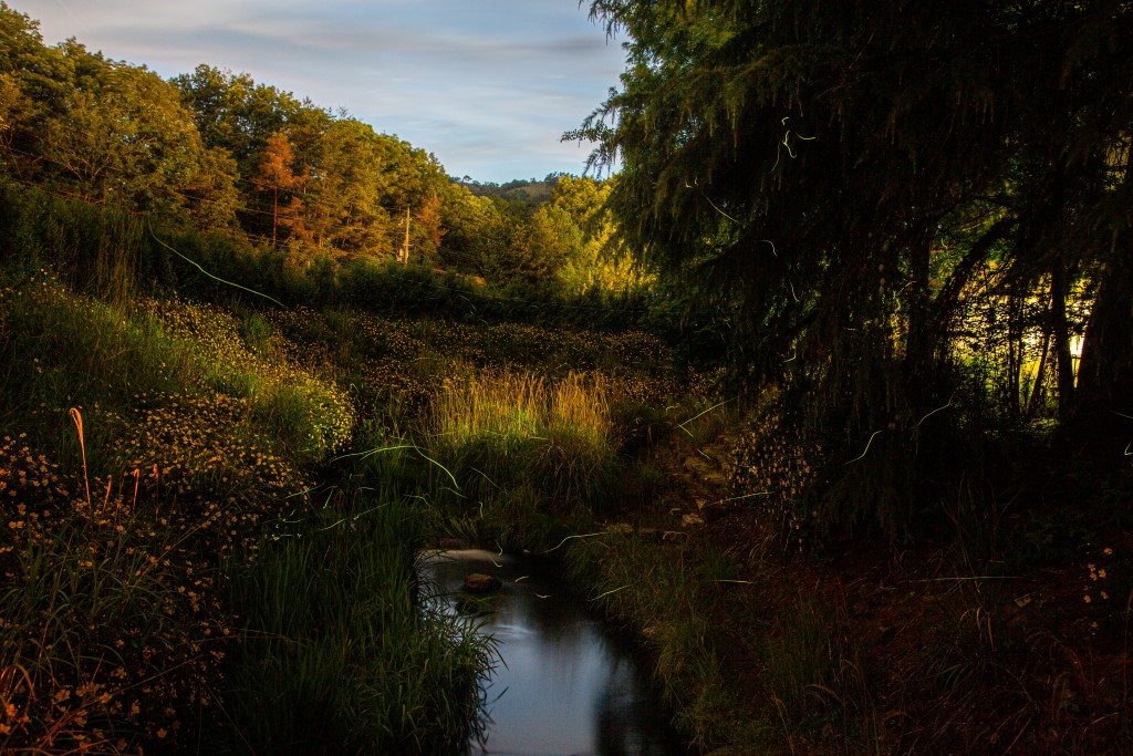 るり渓で乱舞するホタルの光跡5