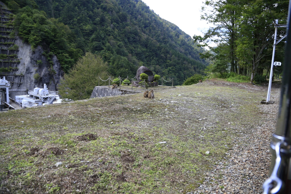 野生の猿との遭遇