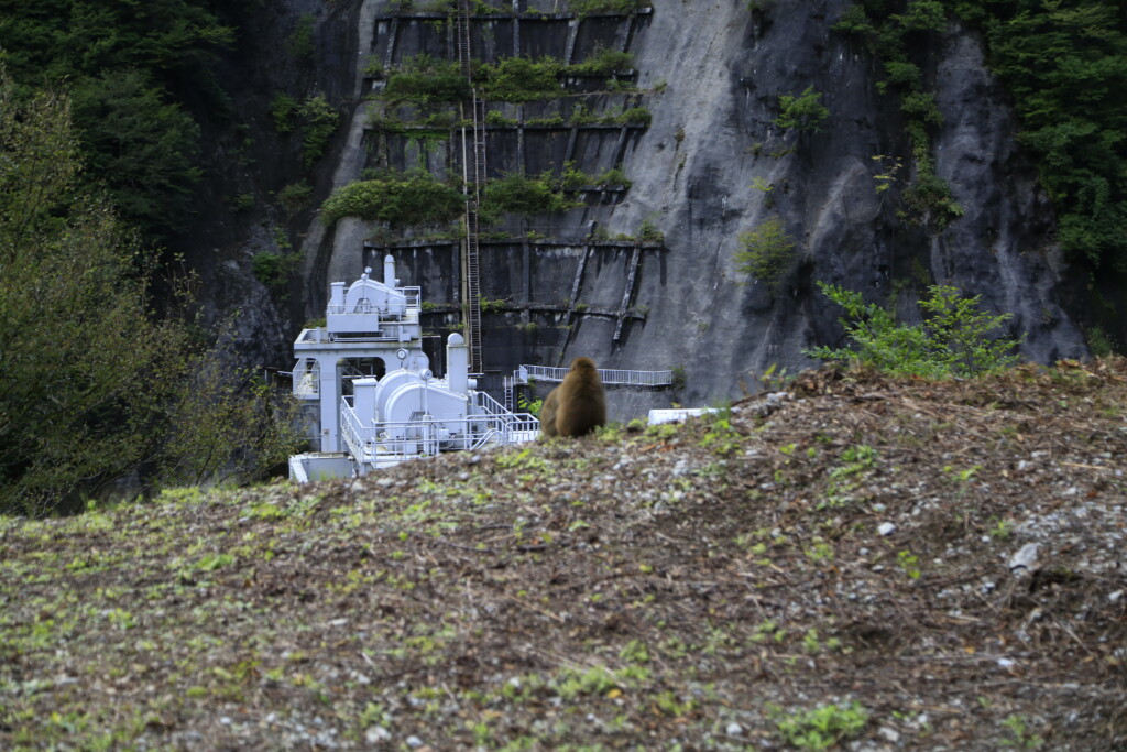 発電所を眺める猿