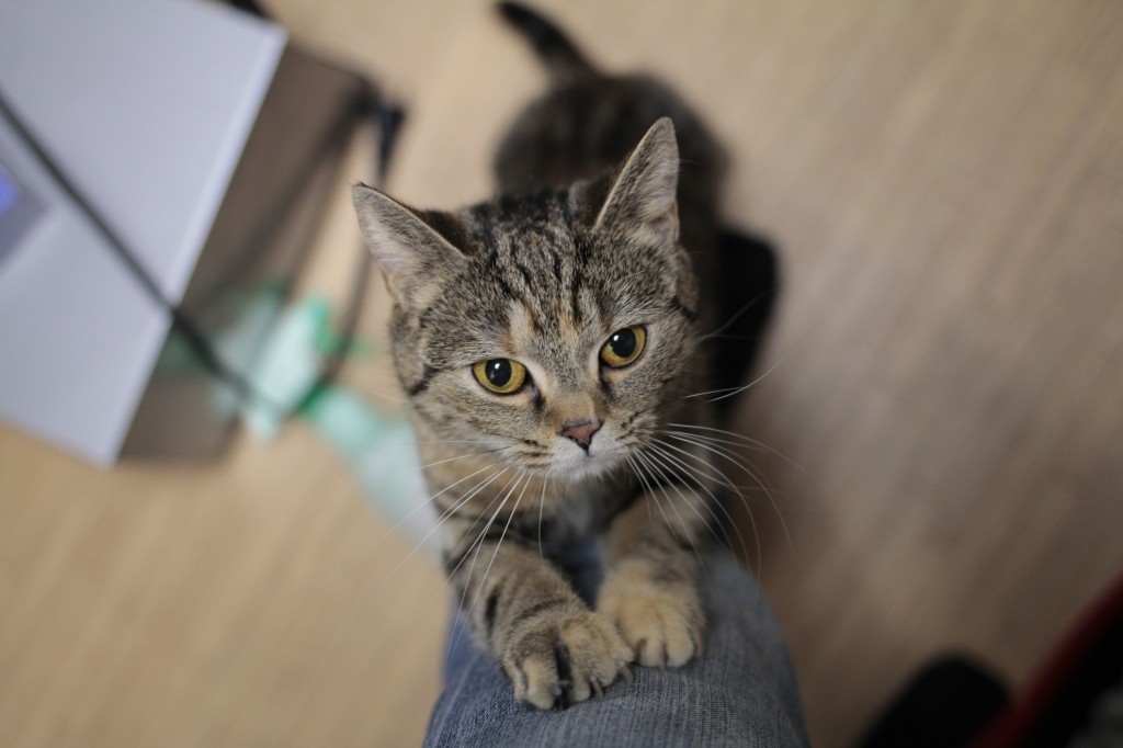 購入した単焦点レンズ EF35mm F2 IS USM