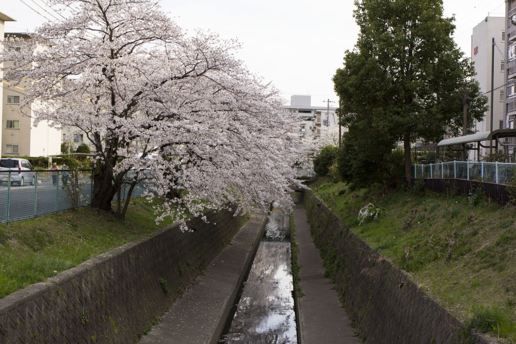 満開の桜の風景1