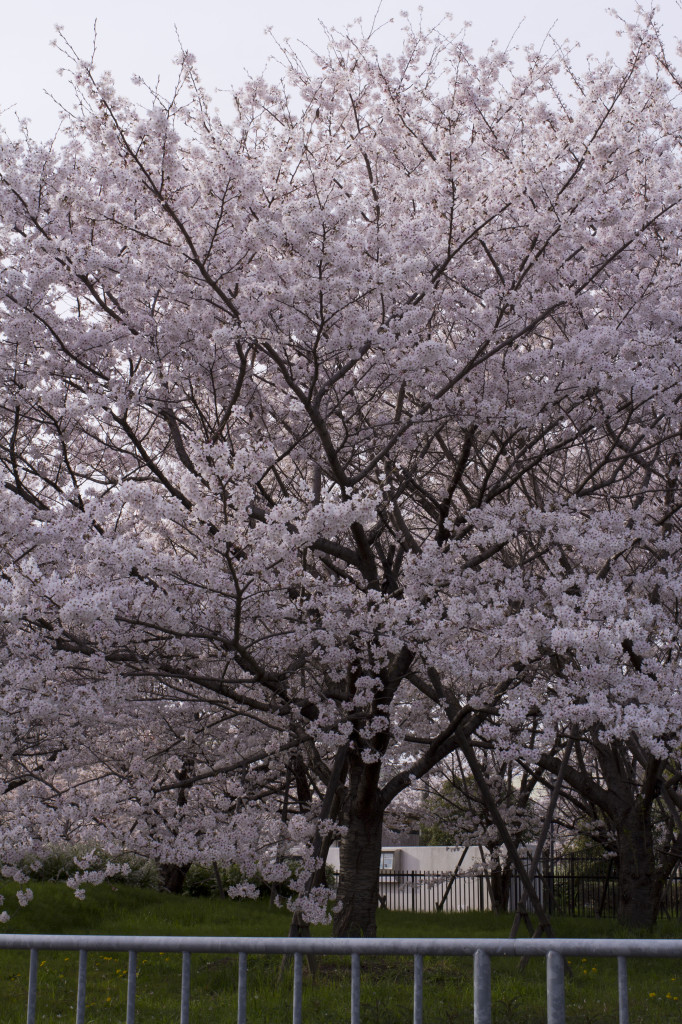 青空と満開の桜1