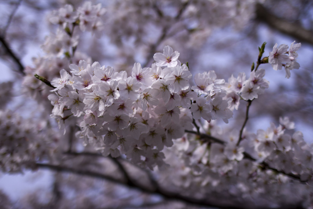 桜の花びらのアップ2