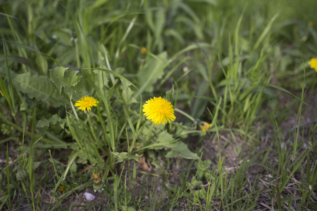 公園の春の風景1