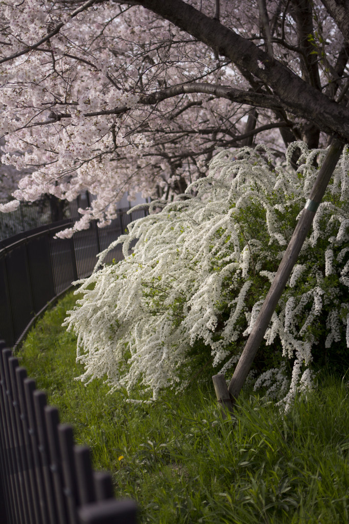 桜の花びらのアップ1