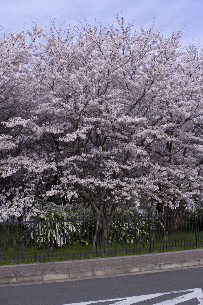 青空と満開の桜2