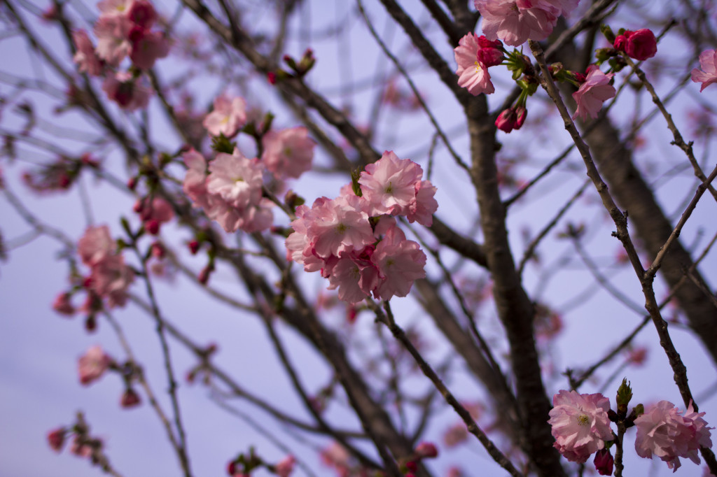 桜の花びらのアップ3