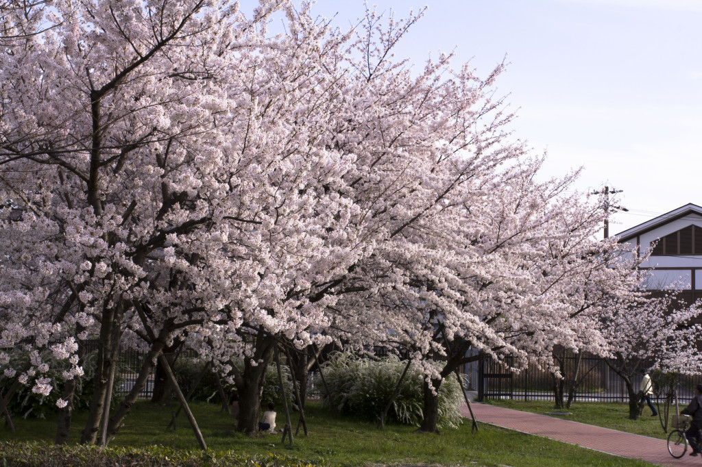 桜の枝先のアップ