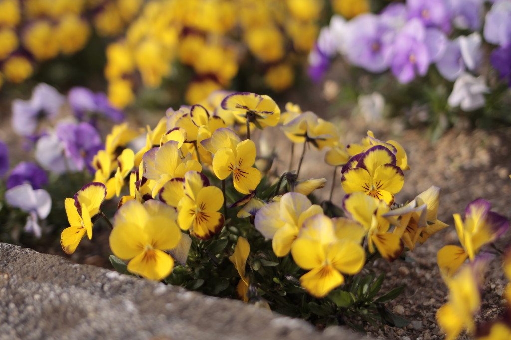 公園の春の風景2